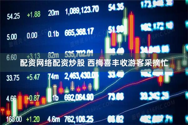 配资网络配资炒股 西梅喜丰收游客采摘忙